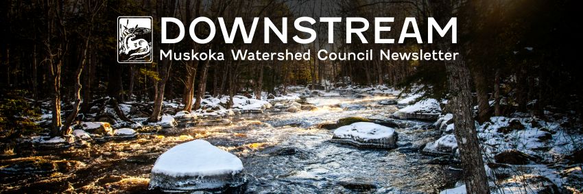 Downstream newsletter header image