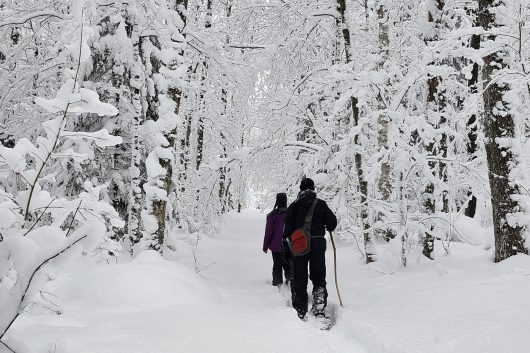 Photo of a couple snowshoeing through a snow-covered forest