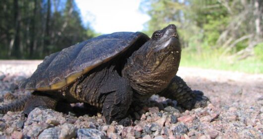 Snapping Turtle